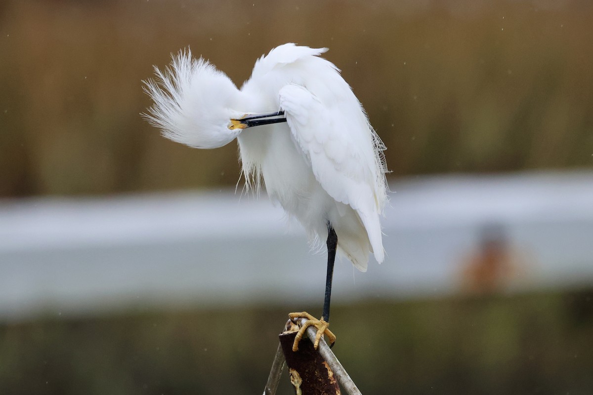 Snowy Egret - ML646421566