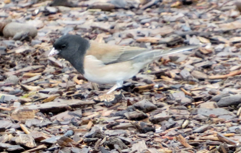 Dark-eyed Junco - ML646421567