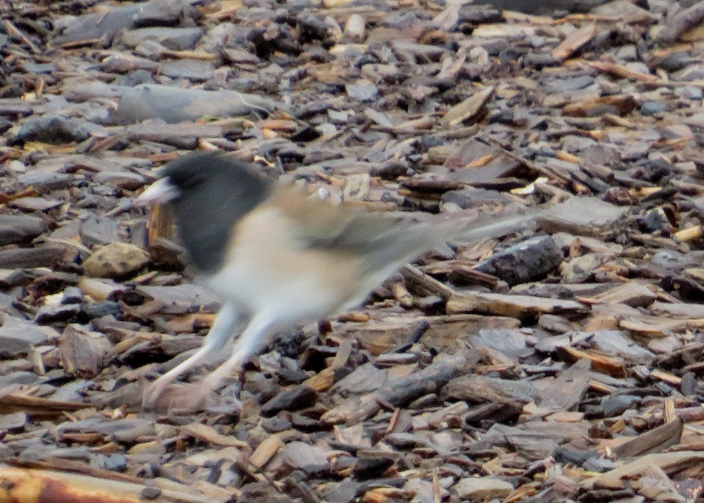 Dark-eyed Junco - ML646421568