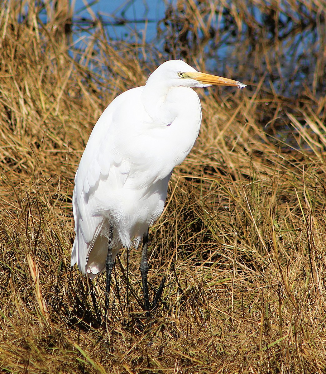 Garceta Grande - ML646421569