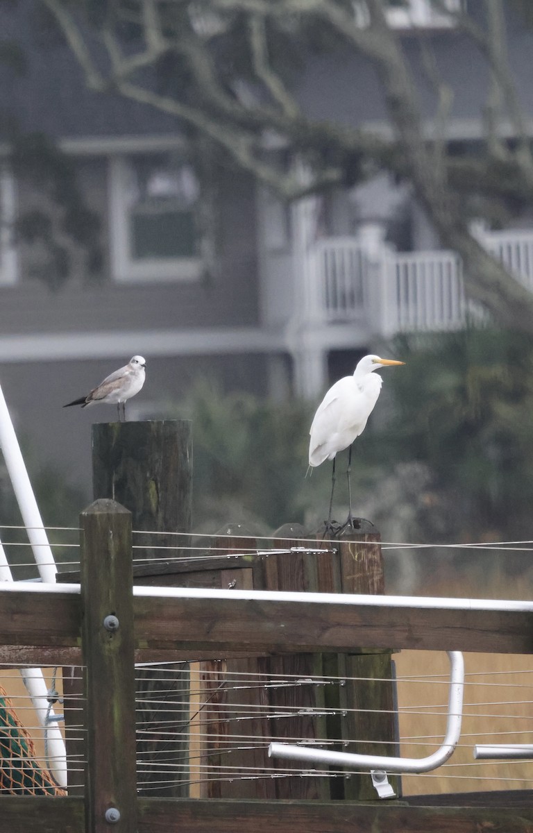 大白鷺 - ML646421572