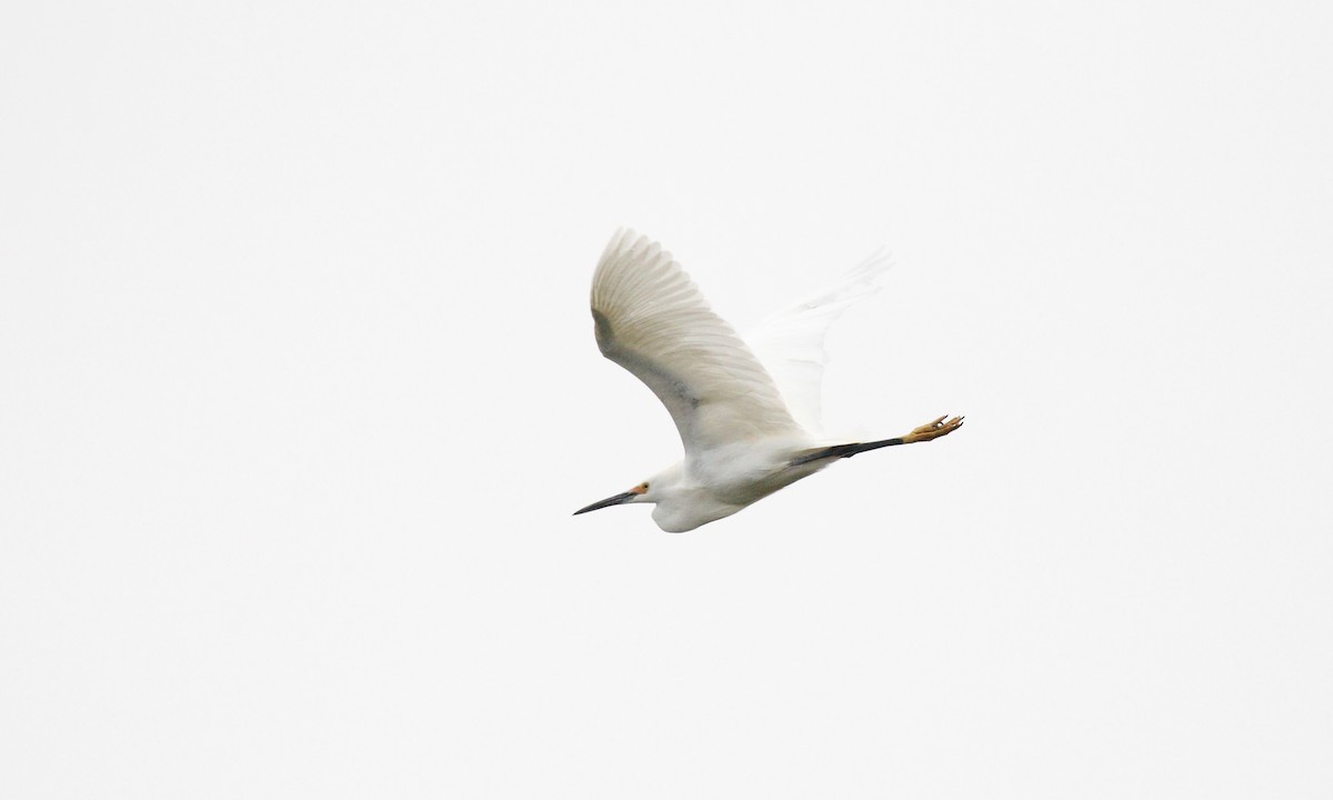 Snowy Egret - ML646421573