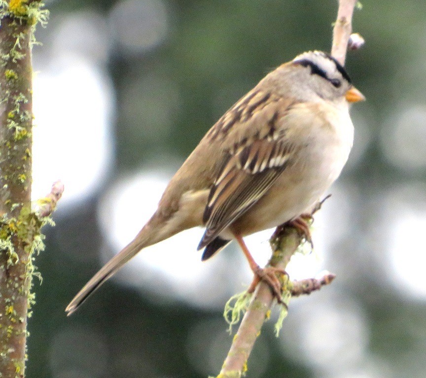 White-crowned Sparrow - ML646421575