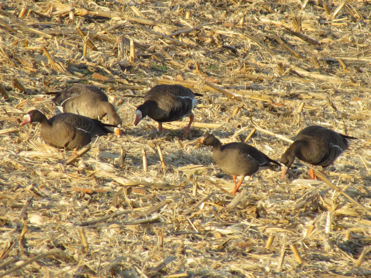 Oca lombardella - ML646421576