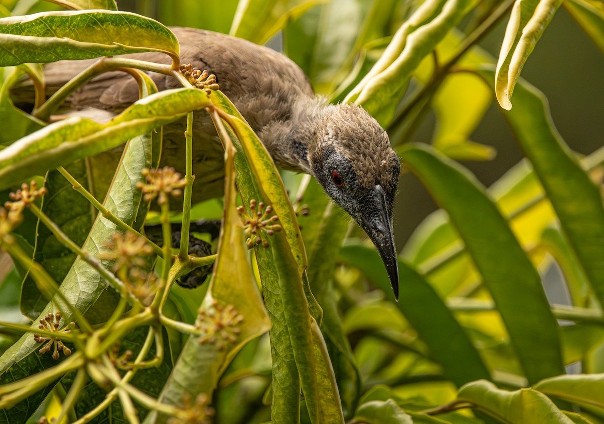 Helmeted Friarbird - ML646421577