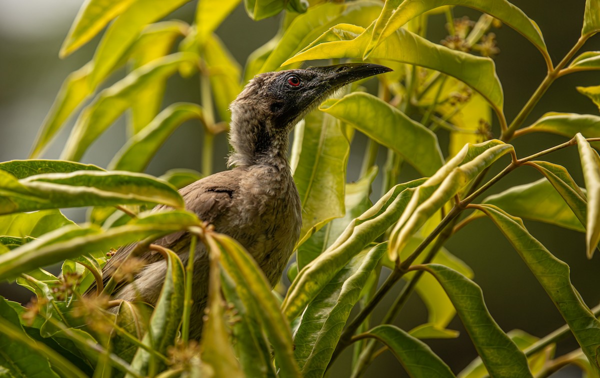 Helmeted Friarbird - ML646421578