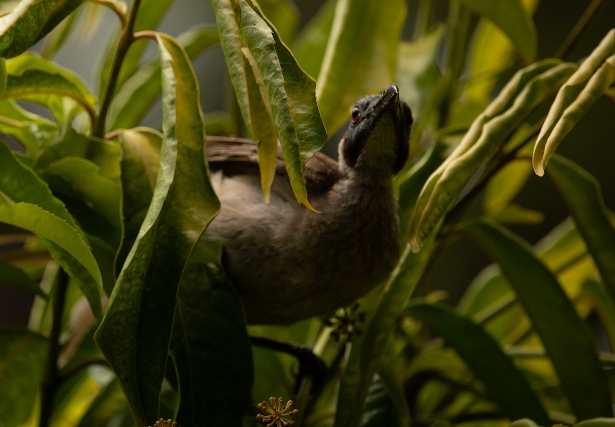 Helmeted Friarbird - ML646421579