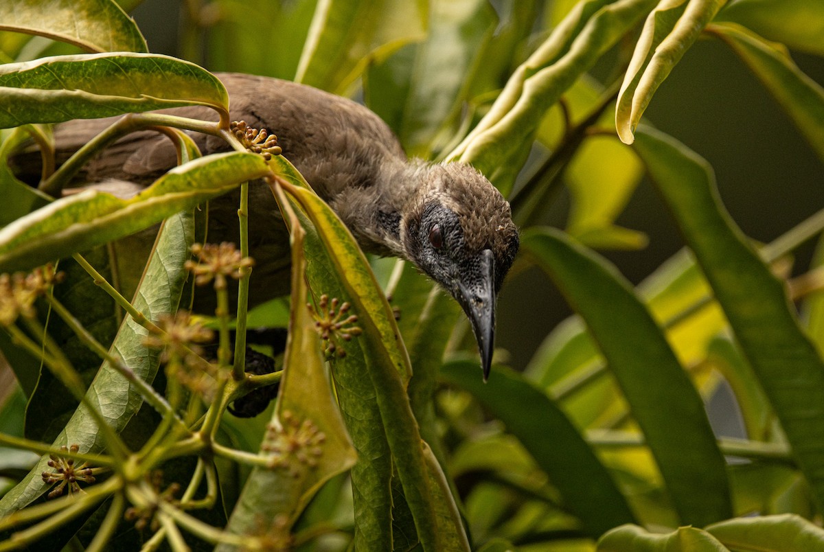 Helmeted Friarbird - ML646421580