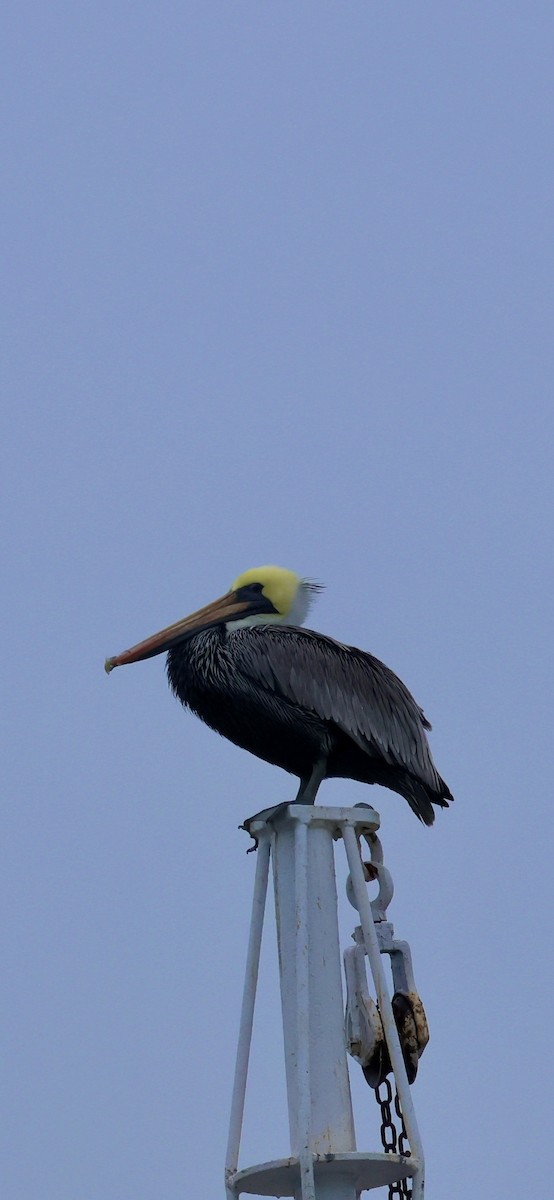 Brown Pelican - ML646421581