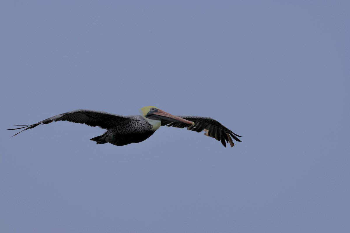 Brown Pelican - ML646421582