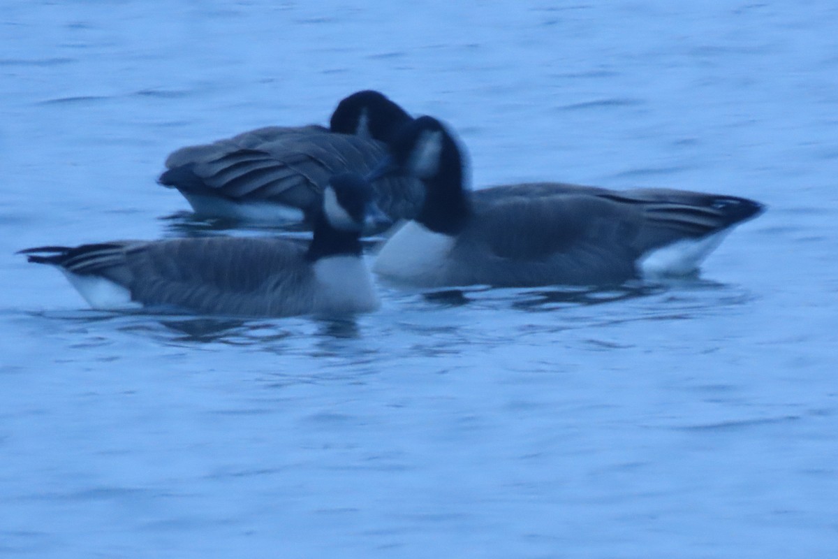 Cackling Goose - ML646421583