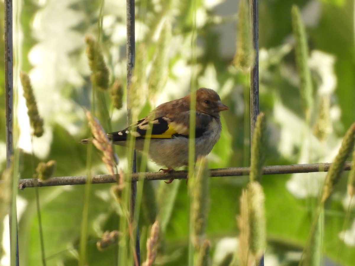European Goldfinch - ML646421584