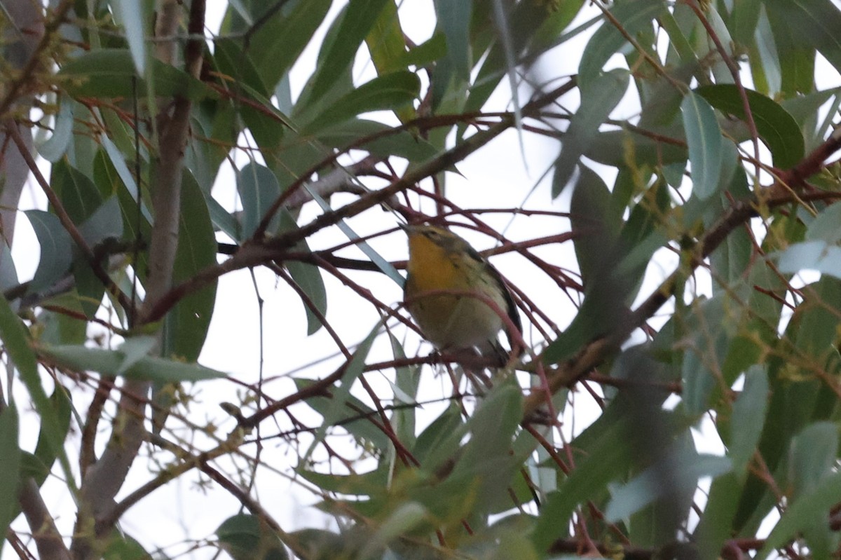 Blackburnian Warbler - ML646421585