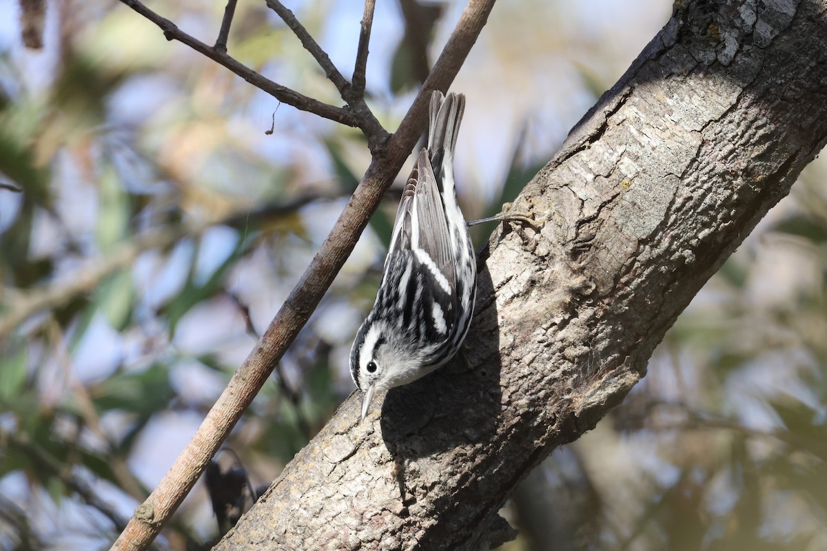 Black-and-white Warbler - ML646421589