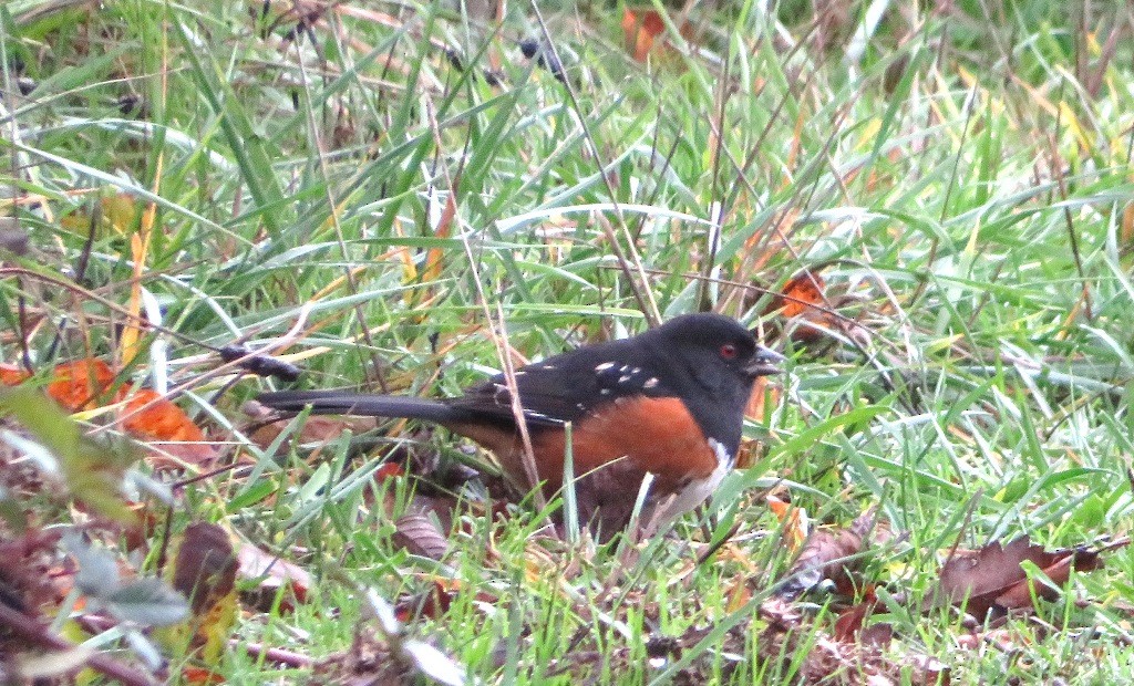 Spotted Towhee - ML646421591