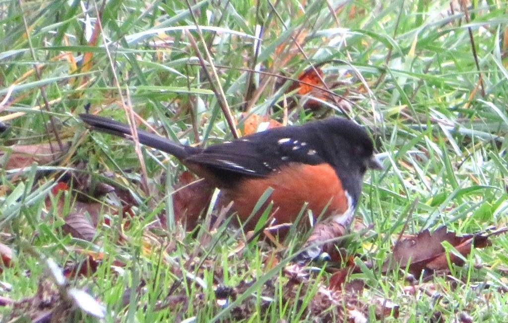 Spotted Towhee - ML646421592