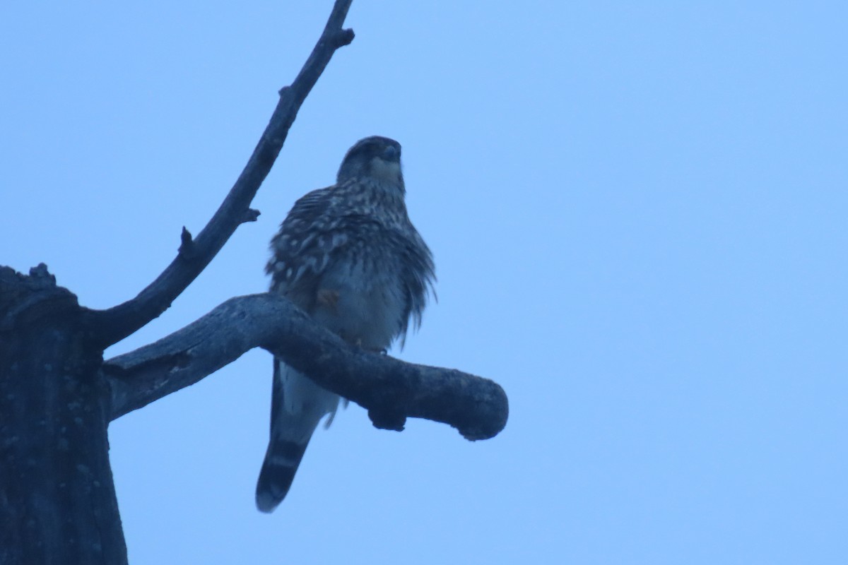 Merlin - ML646421593