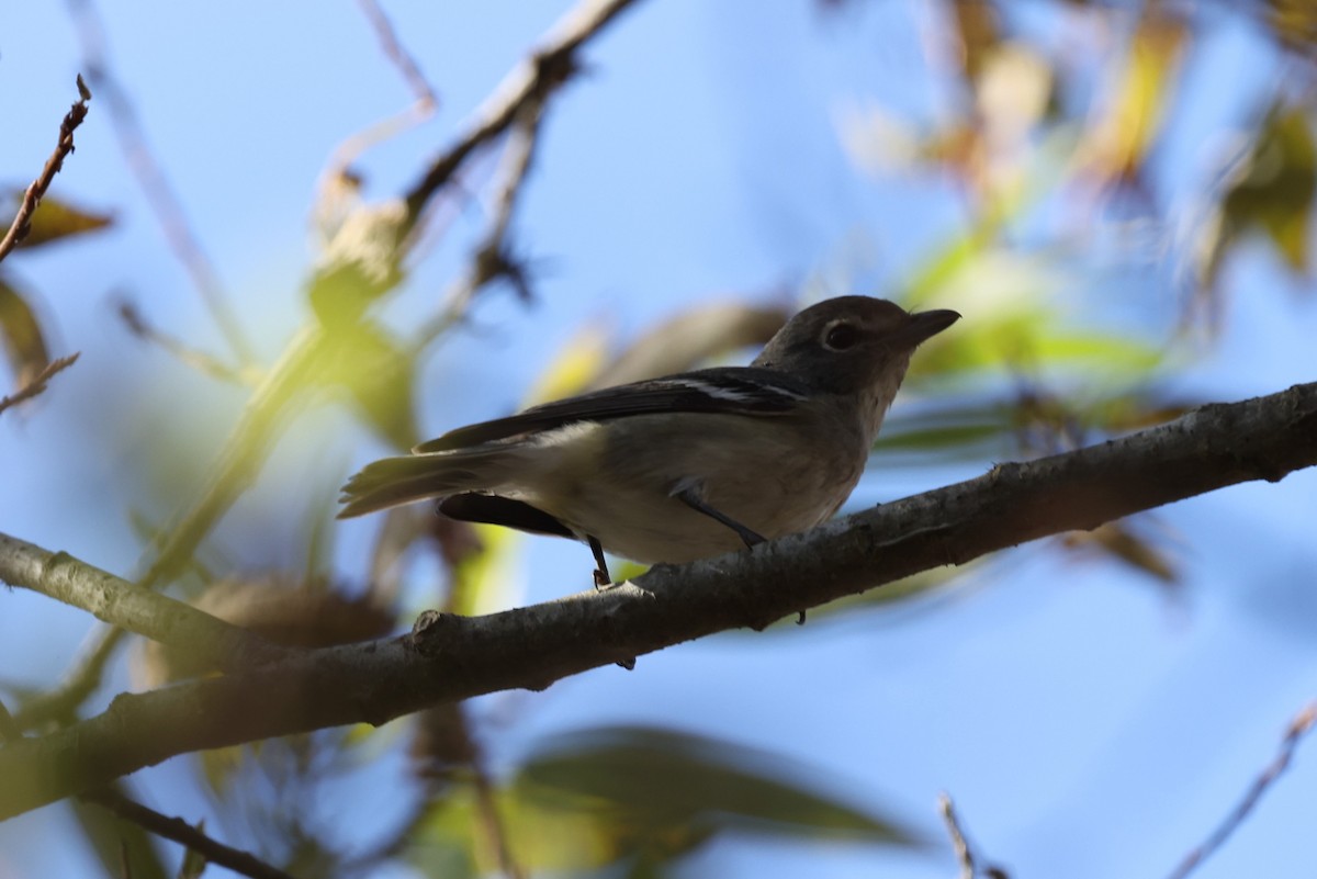 Plumbeous Vireo - ML646421595