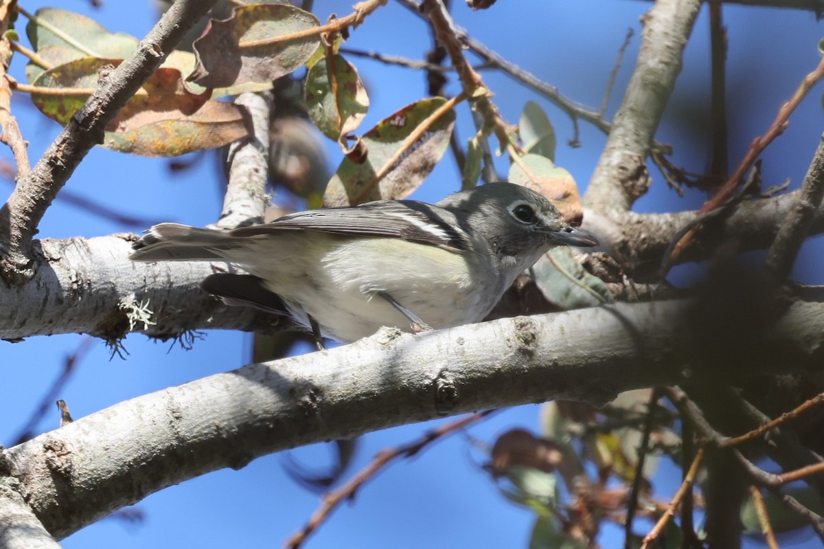 Plumbeous Vireo - ML646421596