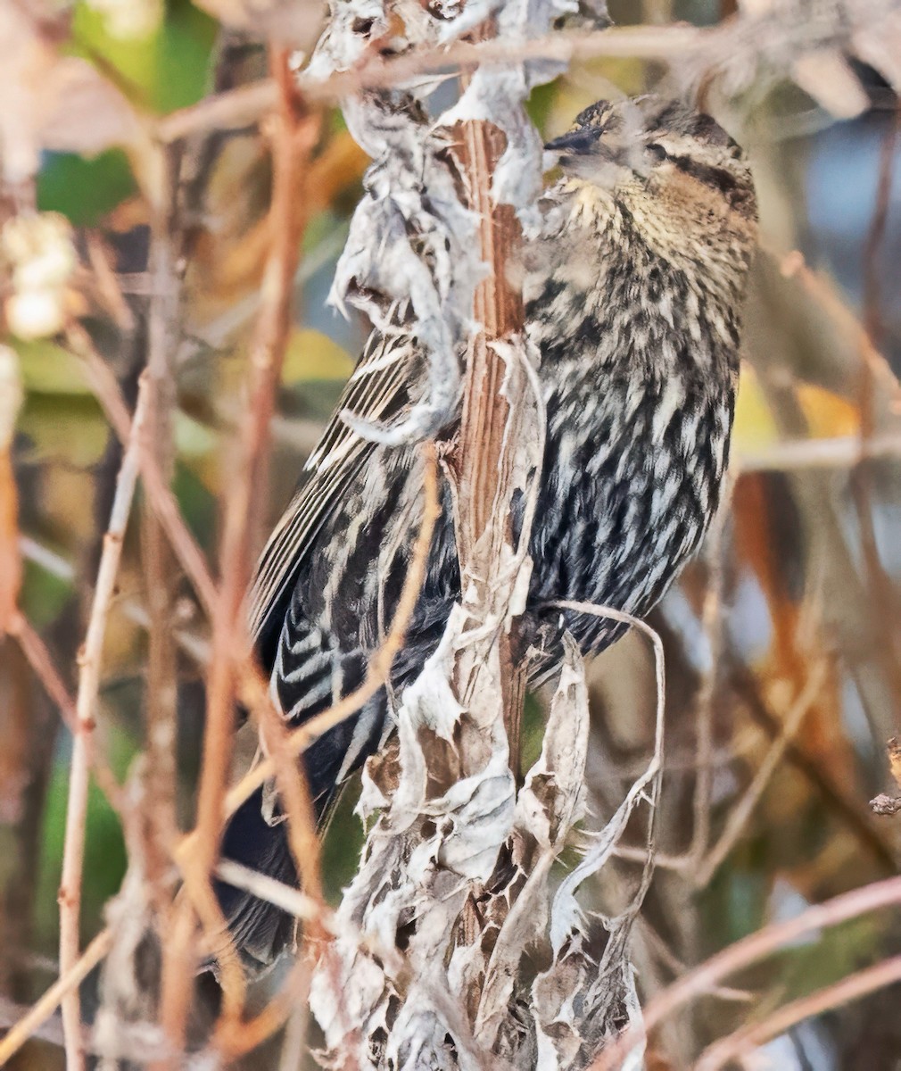 Rotflügelstärling - ML646421597