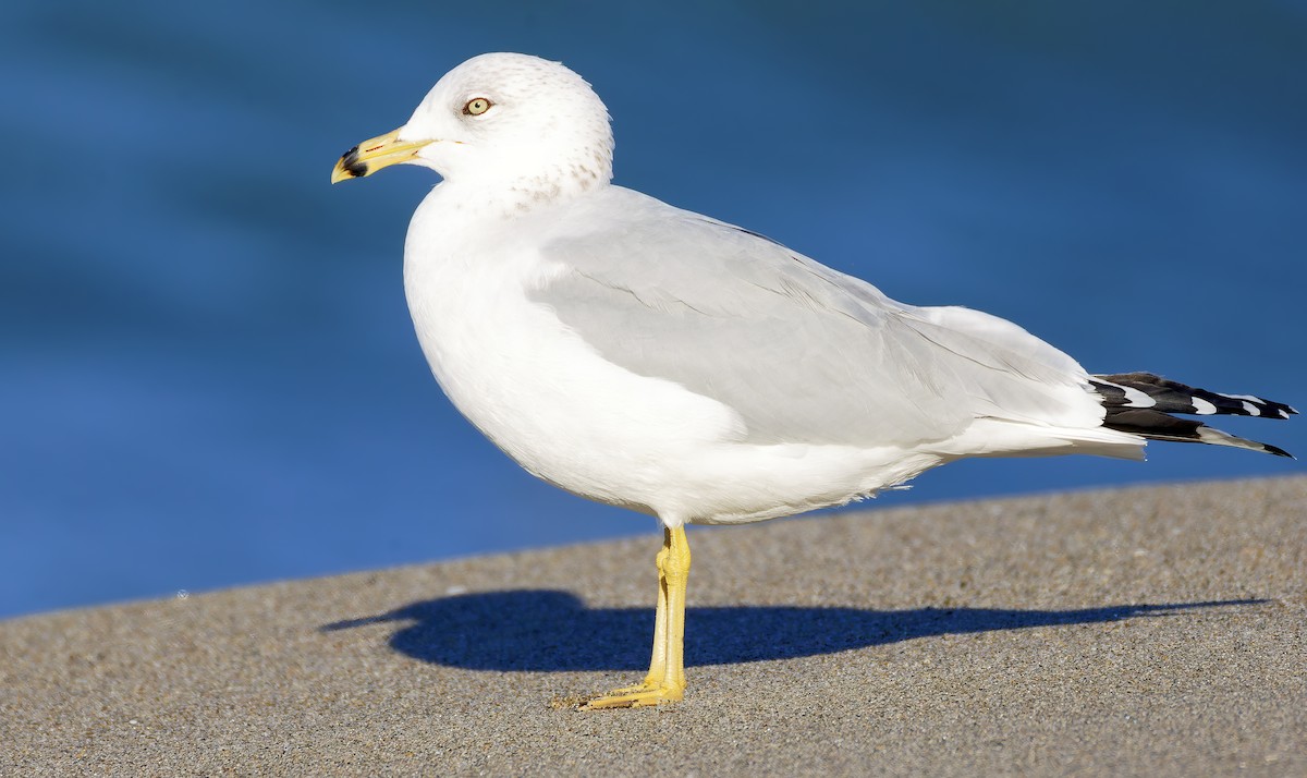 racek kroužkozobý - ML646421598