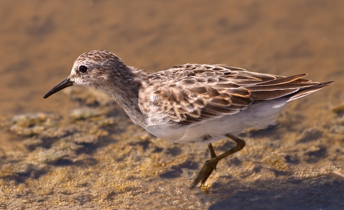 חופית זעירה - ML646421599