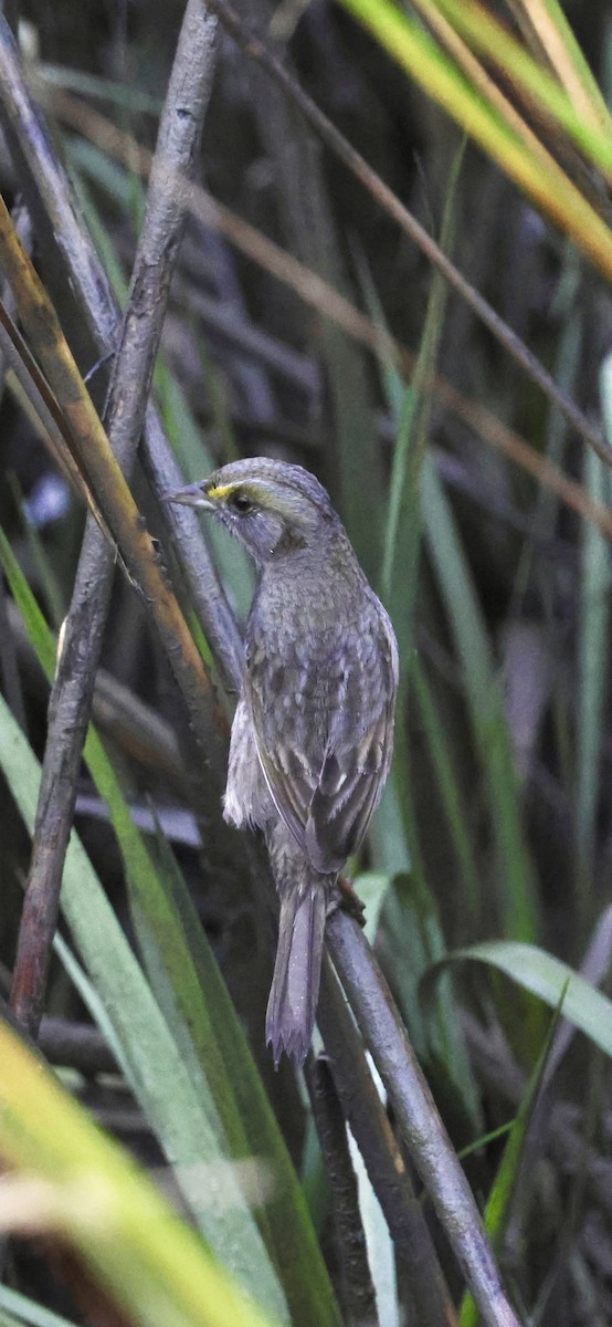 Seaside Sparrow - ML646421600