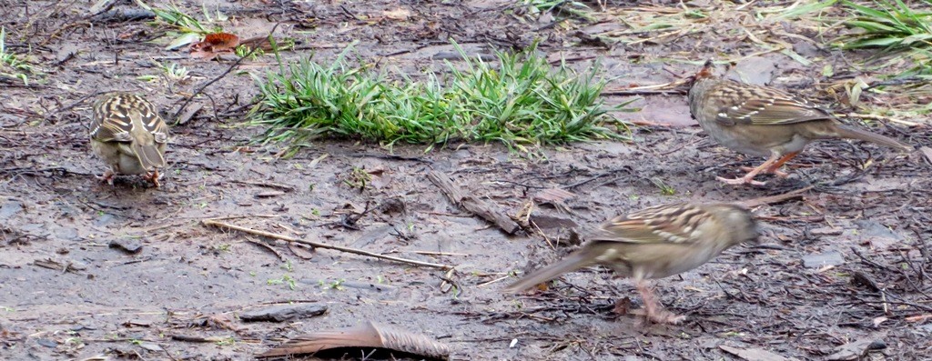 Golden-crowned Sparrow - ML646421601