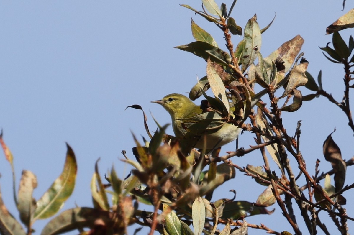 Tennessee Warbler - ML646421602