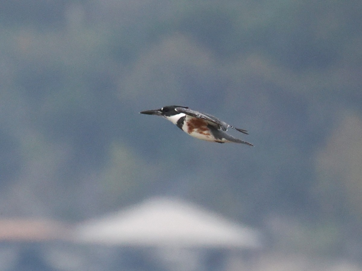 Belted Kingfisher - ML646421603