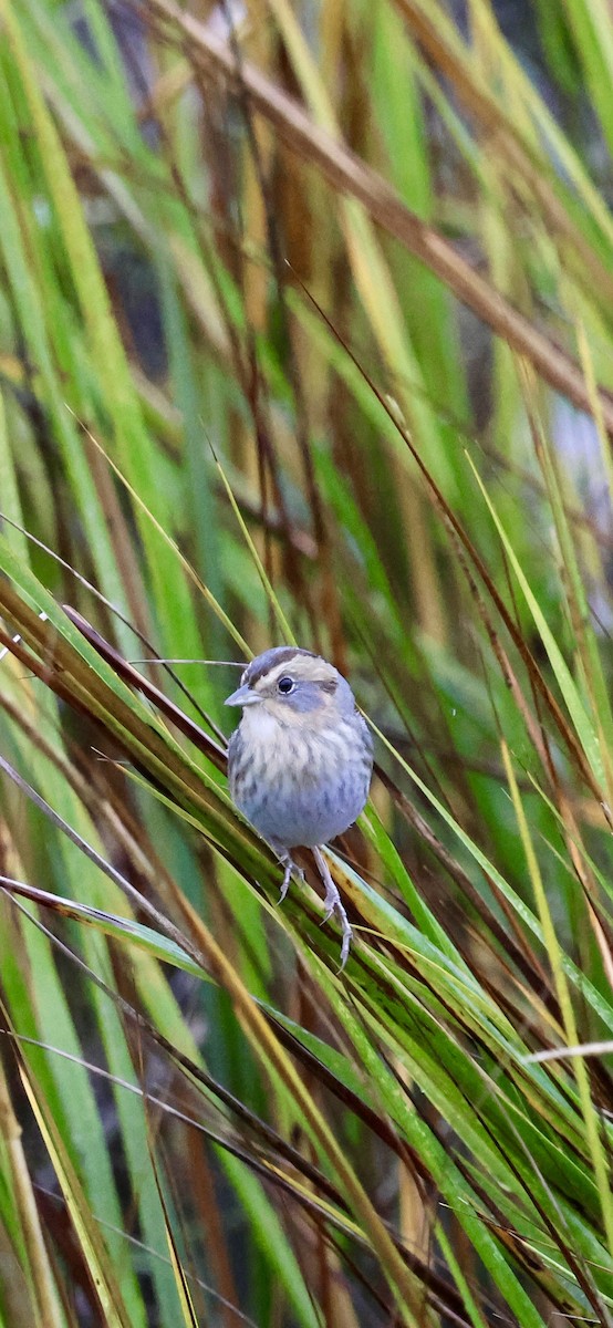 Nelson's Sparrow - ML646421604
