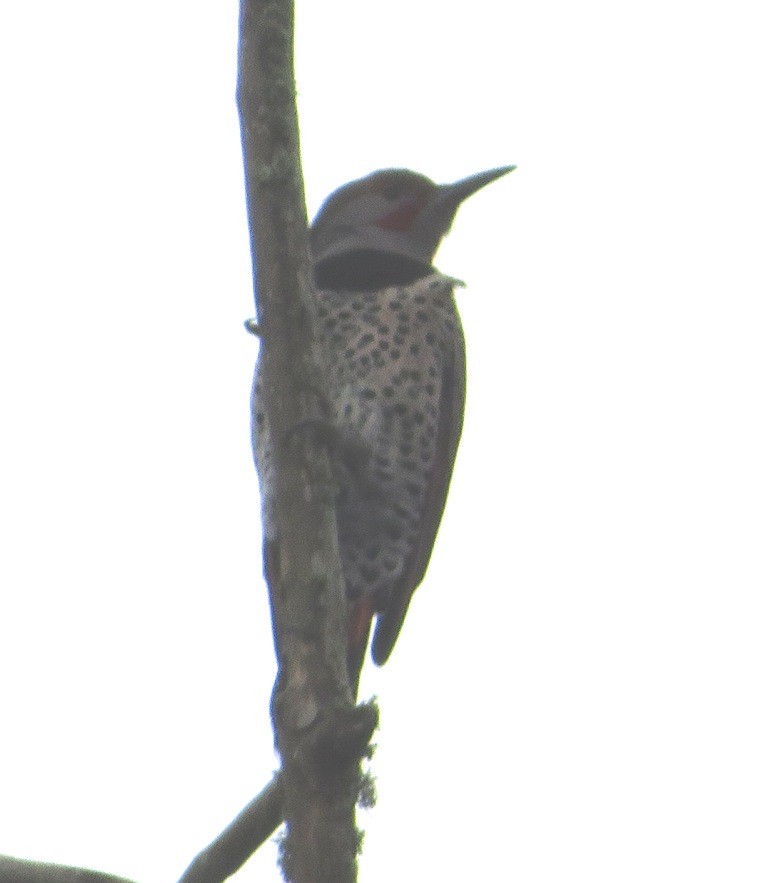 Northern Flicker - ML646421605