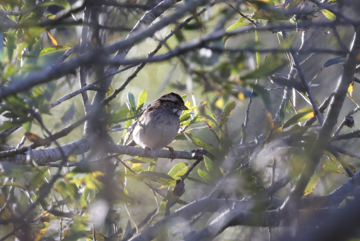 White-throated Sparrow - ML646421609
