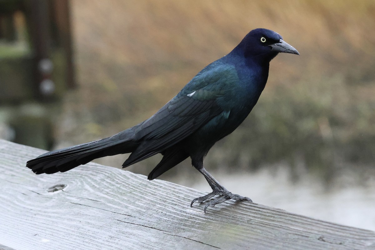 Boat-tailed Grackle - ML646421610