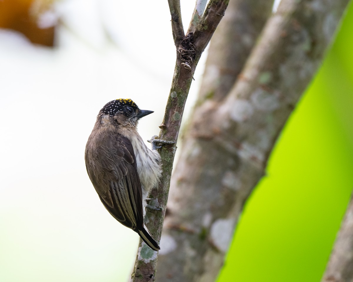 Braunrücken-Zwergspecht - ML646421611