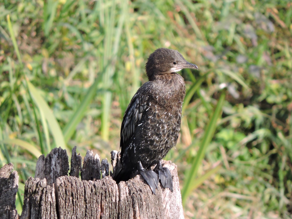 Pygmy Cormorant - ML646421612