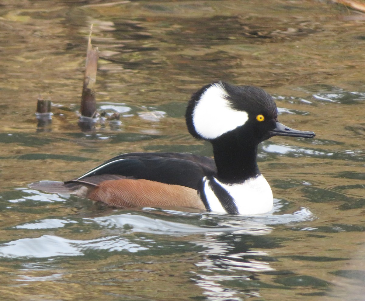 Hooded Merganser - ML646421613
