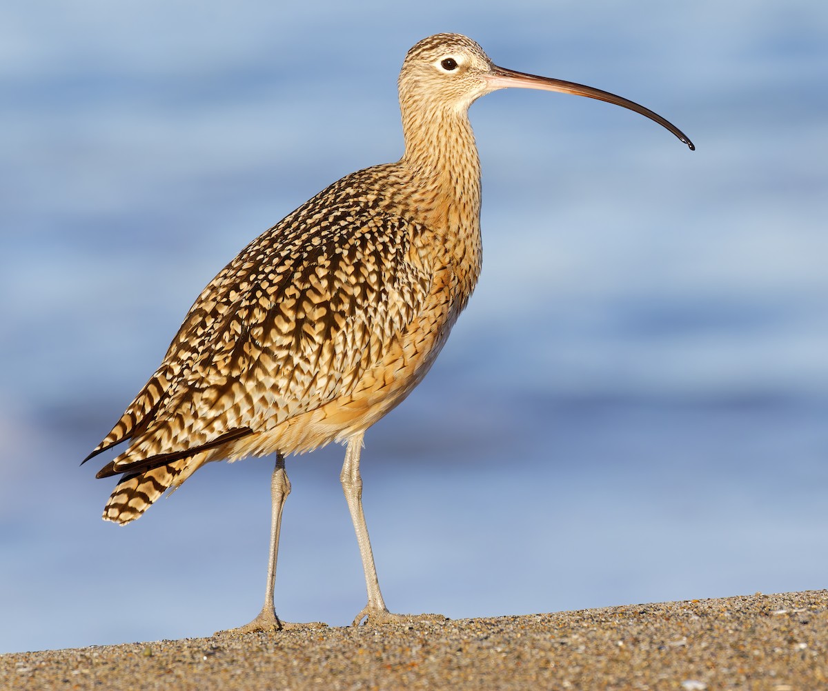 koliha americká - ML646421616