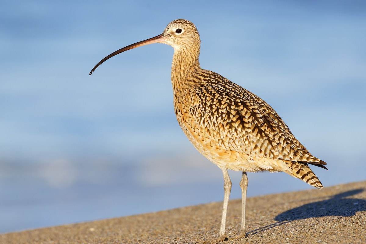 koliha americká - ML646421617