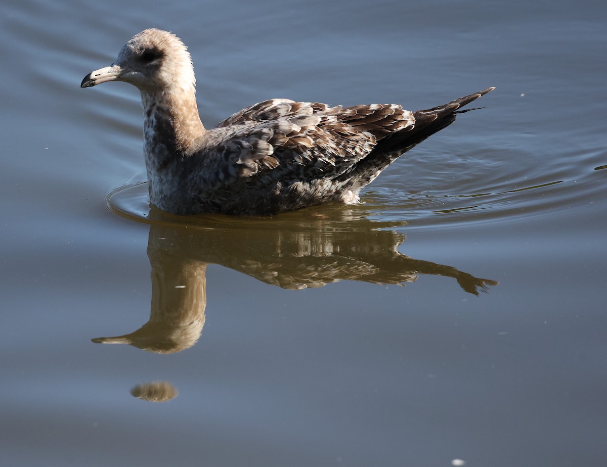 California Gull - ML646421618