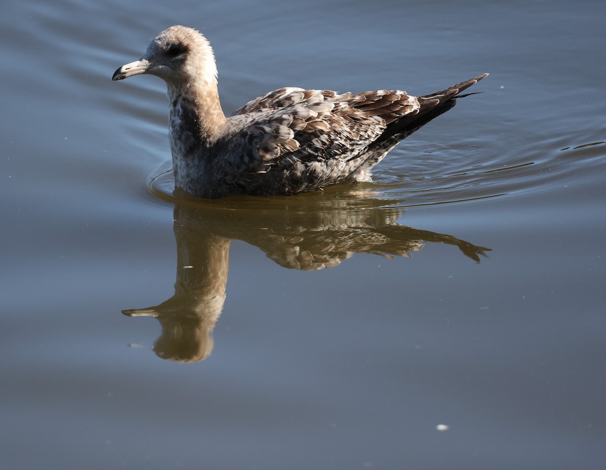 California Gull - ML646421619