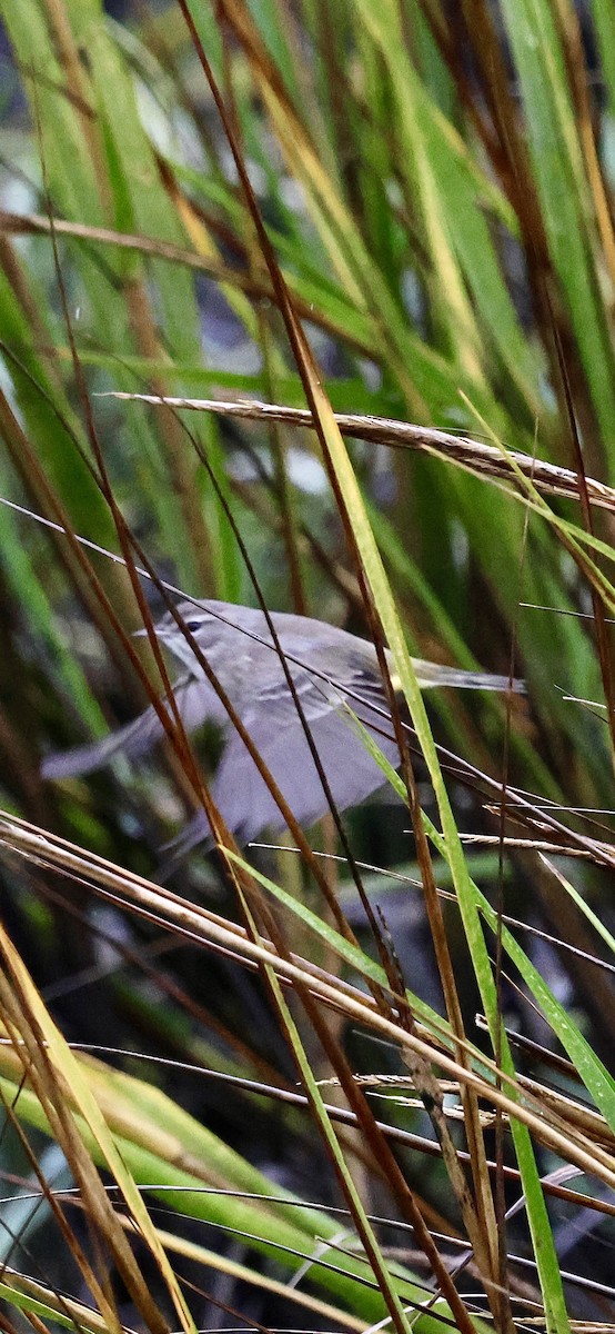 Palm Warbler - ML646421620