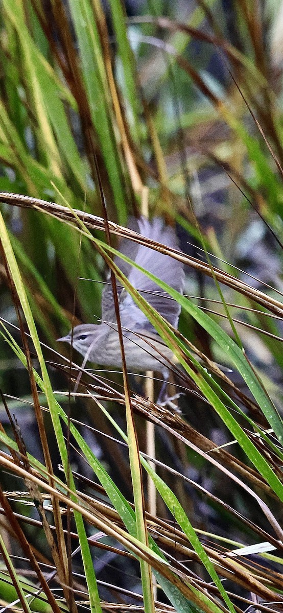 Palm Warbler - ML646421621