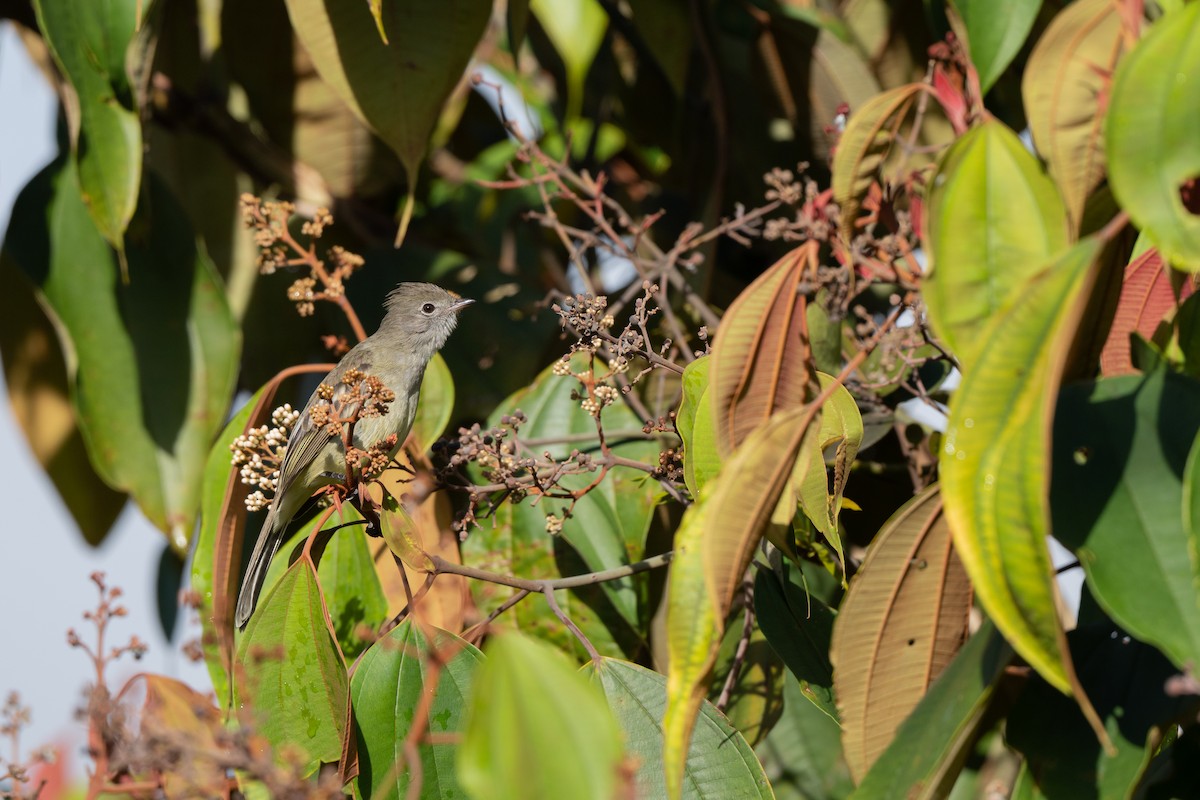 Yellow-bellied Elaenia - ML646421624