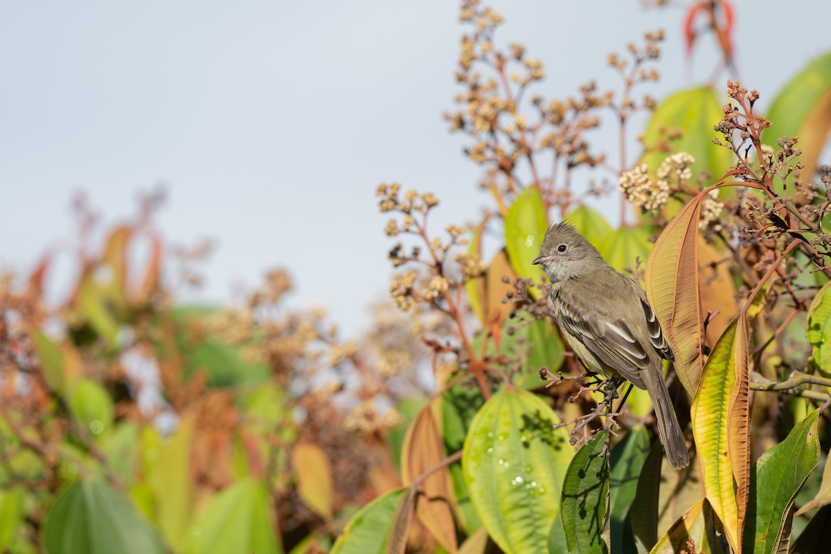 Yellow-bellied Elaenia - ML646421625