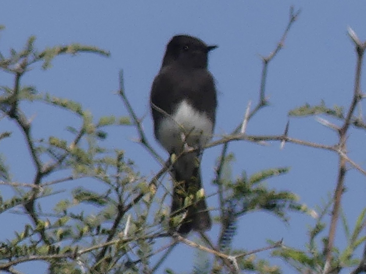 Black Phoebe - ML646421627