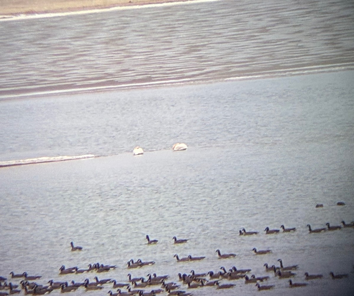 Tundra Swan - ML646421628