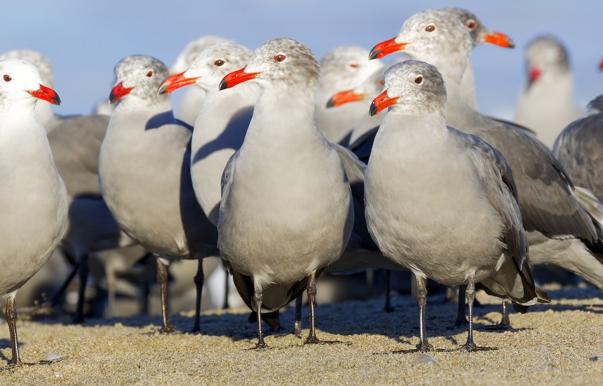 Heermann's Gull - ML646421630