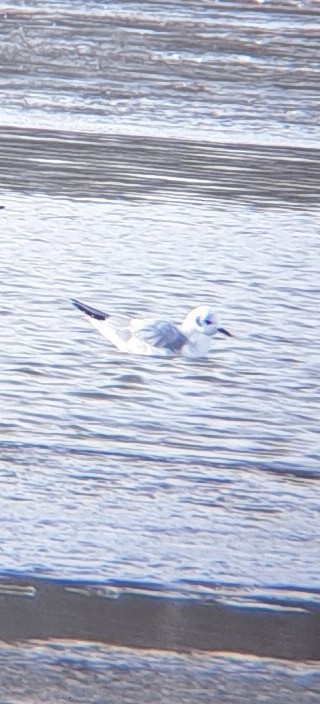 Bonaparte's Gull - ML646421631