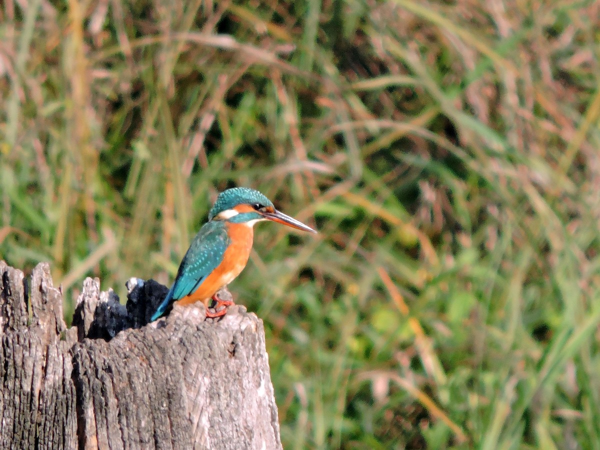 翠鳥 - ML646421632